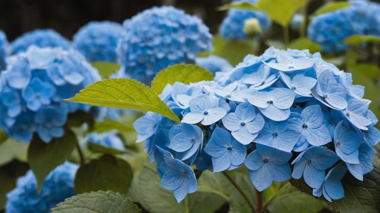 Blue Hydrangea Spiritual Meaning