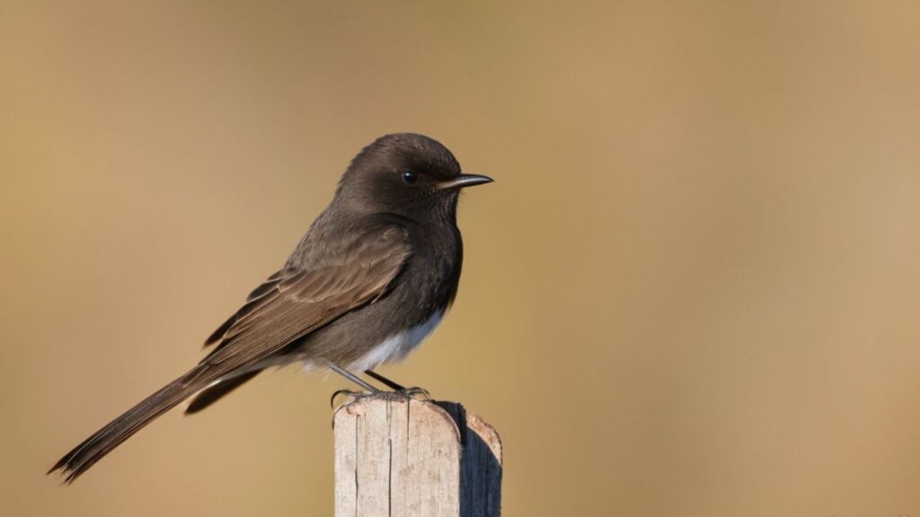 Black Phoebe Spiritual Meaning