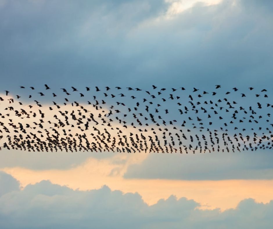 Flock of Birds Spiritual Meaning​